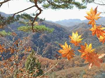 总裁无限宠，最新章节揭秘